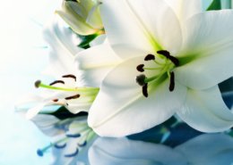 Wrongful Death Lawyer -white llilies on a polished surface
