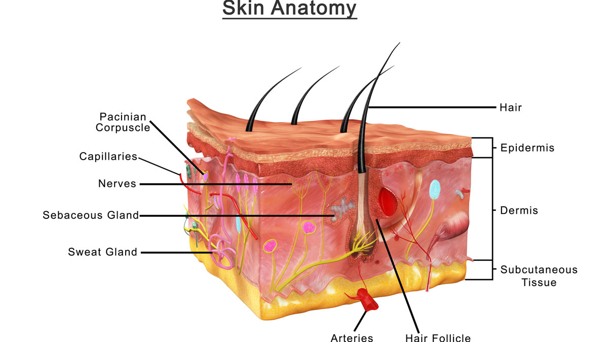 Skin Diagram